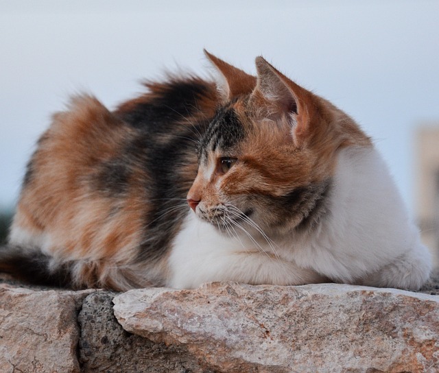 猫猫 野生动物 放松 - 上的免费照片