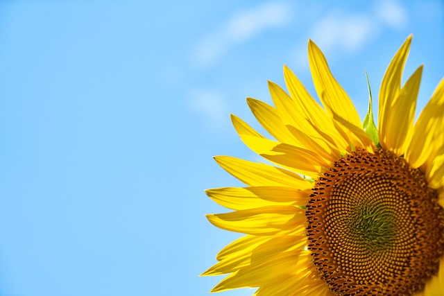 向日葵 黄花 天空 - 上的免费照片