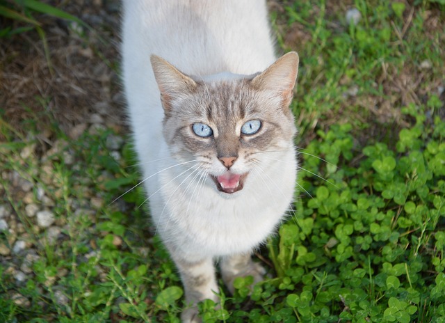 猫 猫猫Nala 肖像 - 上的免费照片
