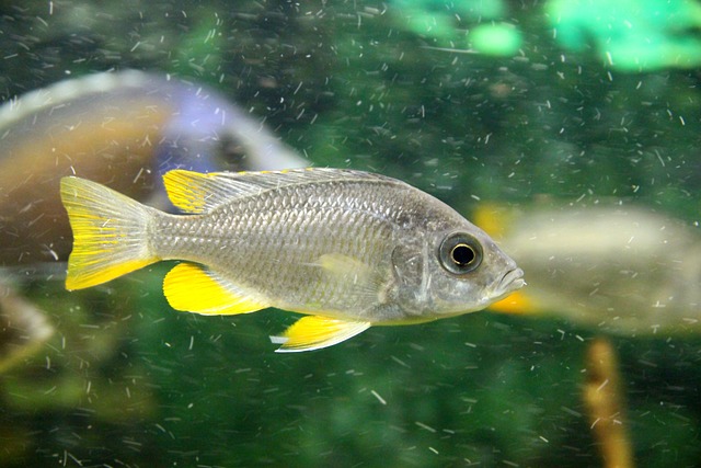 Copadichromis Borleyi Haplochromis - 上的免费照片