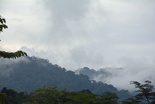 印度尼西亚 苏门答腊 Ketambe Gunung - 上的免费照片