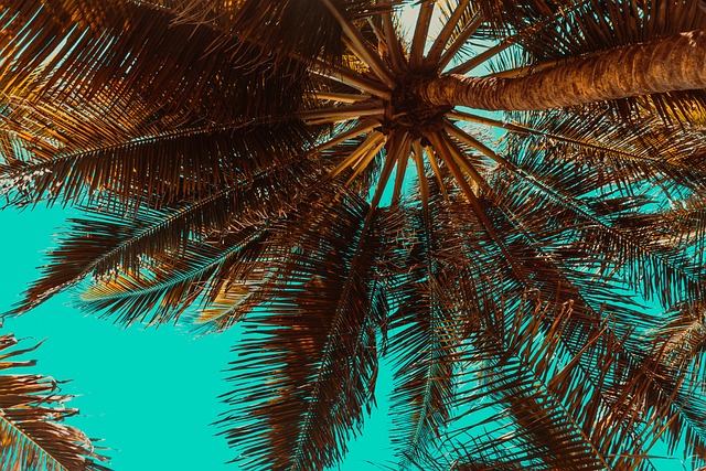 棕榈树 热带 夏天 - 上的免费照片