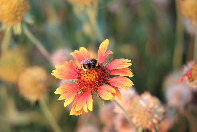 熊蜂 毯子花 Gaillardia Aristata - 上的免费照片