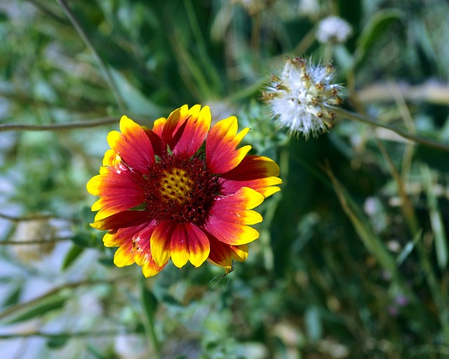 蒙大拿毯的花 Gaillardia 菊科 - 上的免费照片