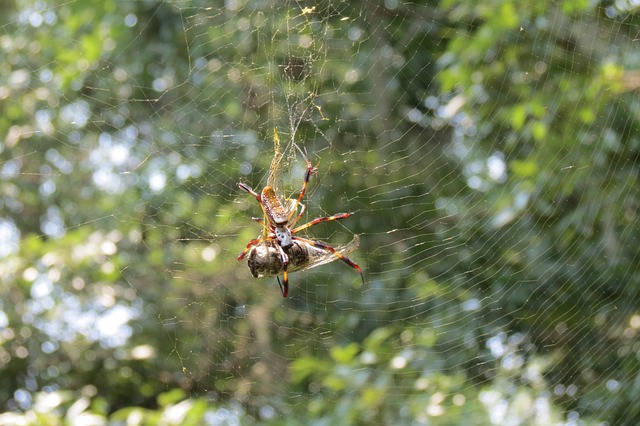 蜘蛛 吃 昆虫 - 上的免费照片