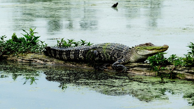 河口 路易斯安那州 鳄鱼 - 上的免费照片