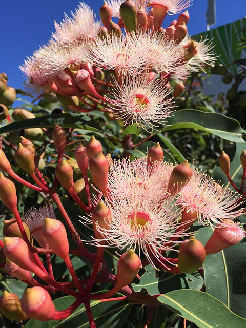 胶树 口香糖 Gumnut花 - 上的免费照片