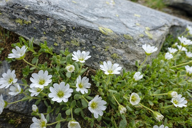 金鱼草 Einblütige Hornwort - 上的免费照片