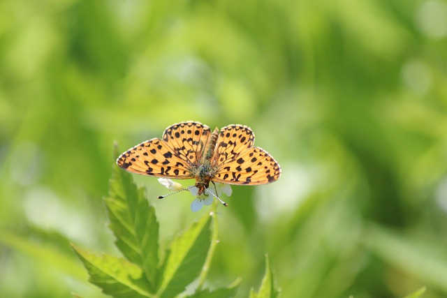 贝母 Argynnis 蝴蝶 - 上的免费照片