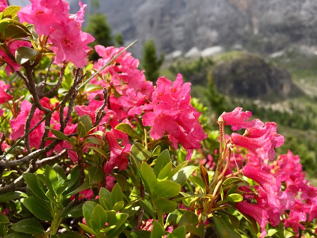 Rhododendro 意大利 鲜花 - 上的免费照片