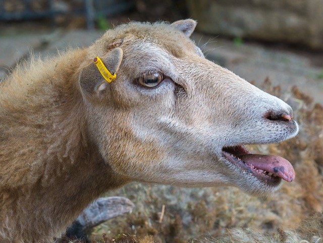 羊 羊脸 农场动物 - 上的免费照片