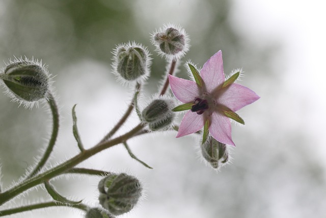 Borage Plant Herb - 上的免费照片