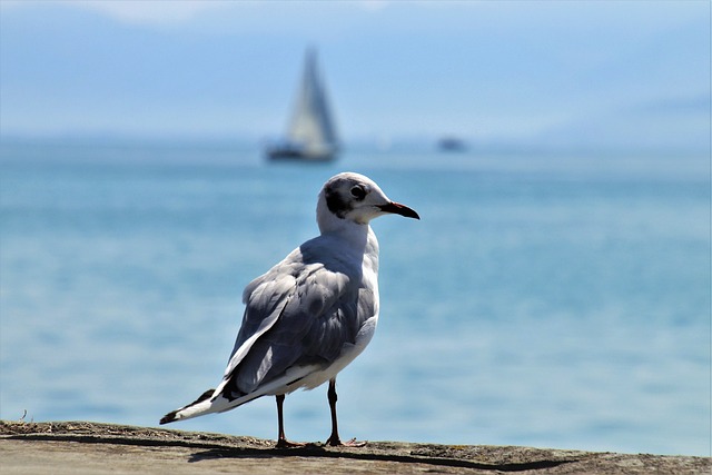 海鸥 鸟 地平线 - 上的免费照片