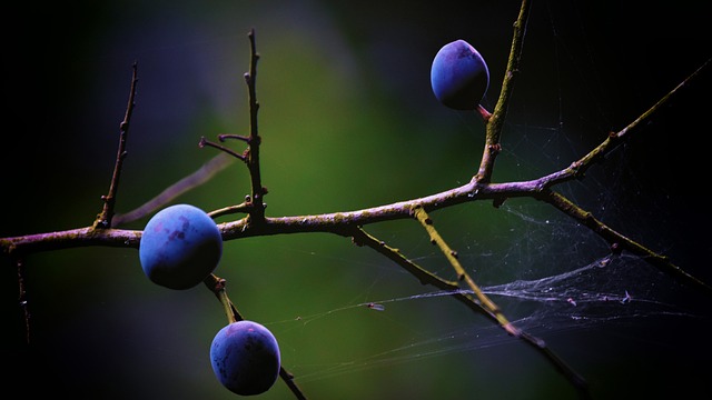 Sloes 黑刺李 浆果 - 上的免费照片