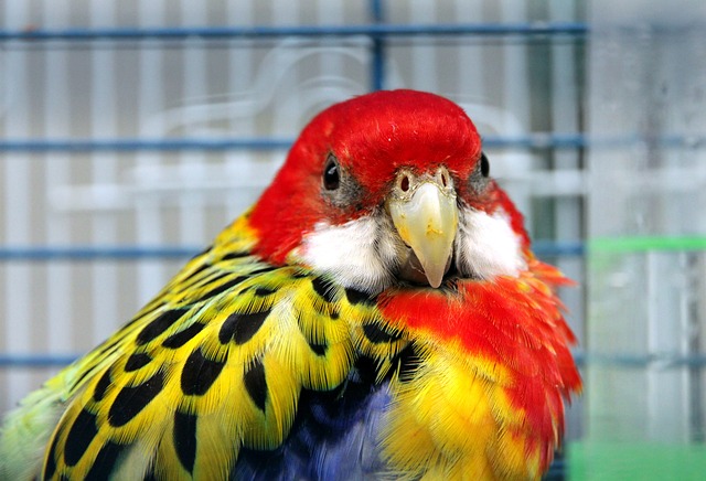 罗塞拉 鹦鹉 鸟 - 上的免费照片