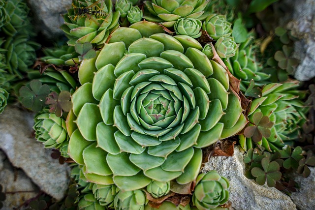 石花 花 仙人掌 - 上的免费照片