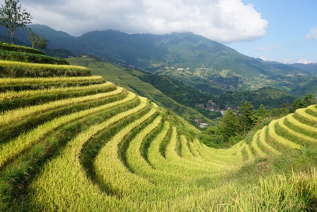 Terraced Fields Longji 龙脊 - 上的免费照片