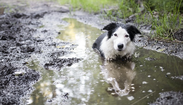 狗 Bordercollie 边境 - 上的免费照片