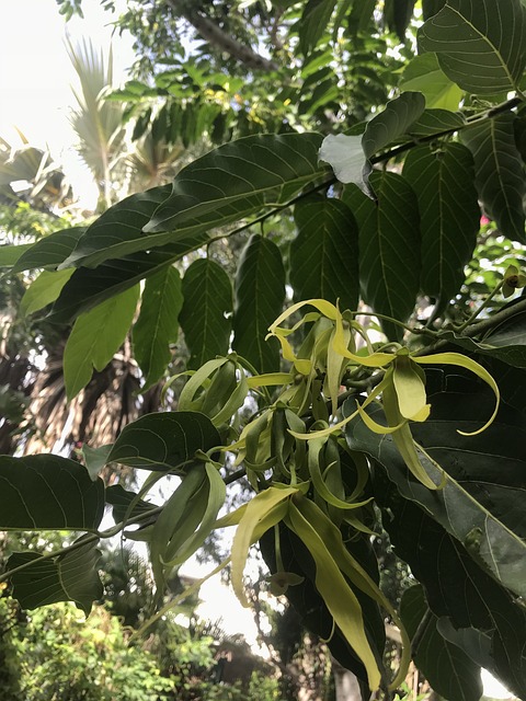 自然 植物区系 依兰 - 上的免费照片