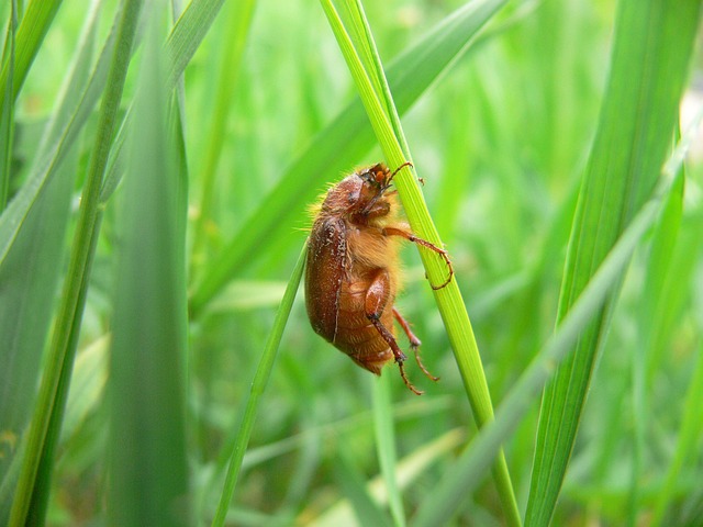 Amphimallon Assimile - 上的免费照片