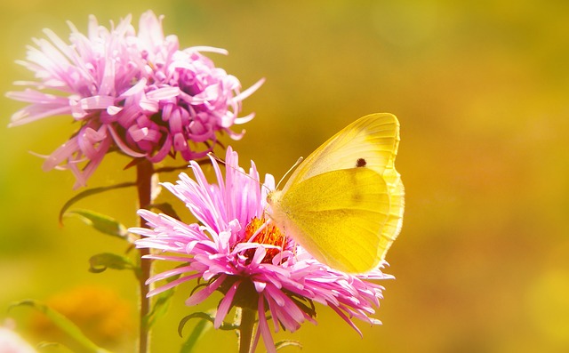 Bielinek Rzepnik 昆虫 蝴蝶的一天 - 上的免费照片