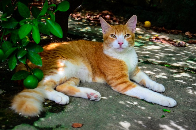 猫 猫科动物 口 - 上的免费照片