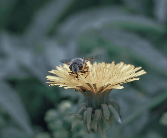 Insecte 蜜蜂 昆虫 - 上的免费照片