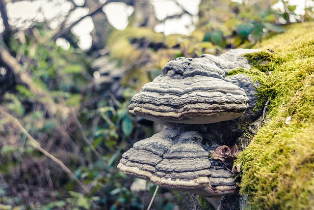 树蘑菇 苔藓 自然 - 上的免费照片