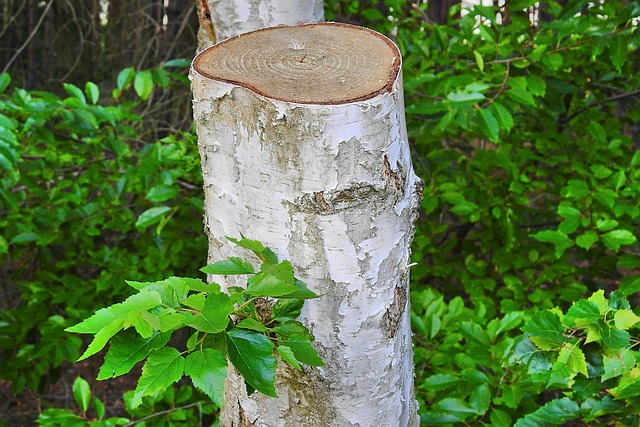 修剪Birch 树 树叶 - 上的免费照片