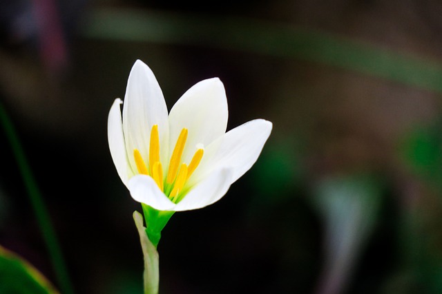 風雨蘭 花 自然 - 上的免费照片