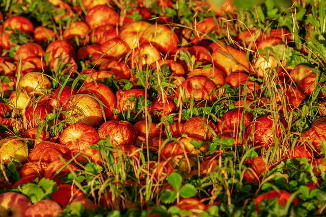 苹果 皇家晚宴 水果 - 上的免费照片