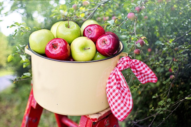 苹果 苹果园 摘苹果 - 上的免费照片