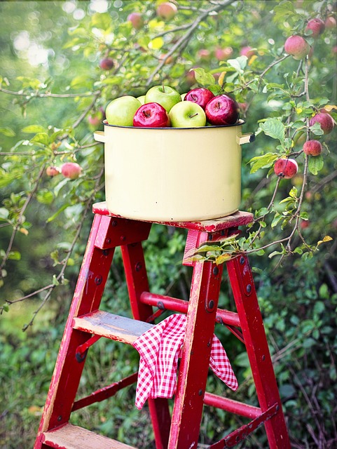 苹果 苹果园 摘苹果 - 上的免费照片