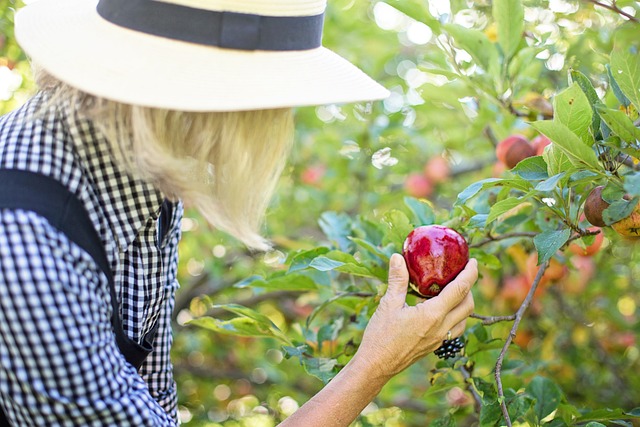 摘苹果 女士 水果 - 上的免费照片