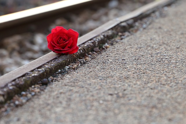 红色玫瑰轨道附近 记住的所有受害者 自杀在轨 - 上的免费照片