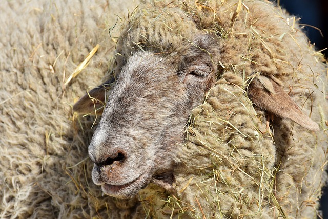 羊 羊头 羊毛 - 上的免费照片