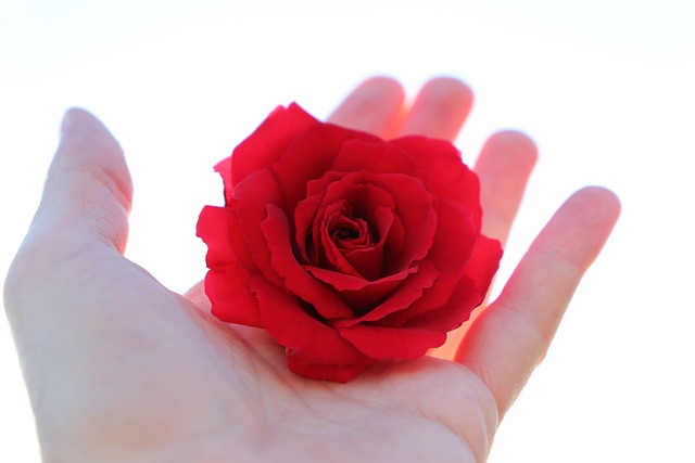 停止青少年自杀的 红色玫瑰在手 带着爱 - 上的免费照片