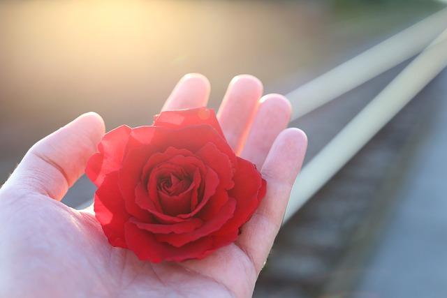 停止青少年自杀的 铁路 红色玫瑰在手 - 上的免费照片