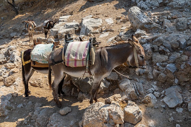 Pakezels 驴 动物 - 上的免费照片
