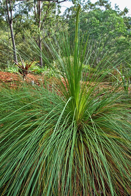 Xanthorrhoea 草树 澳大利亚 - 上的免费照片