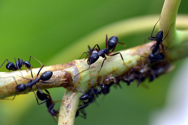 黑色的蚂蚁 昆虫 花园里的蚂蚁 - 上的免费照片