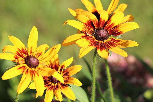 毯子花 Gaillardia Aristata 装饰性的 - 上的免费照片