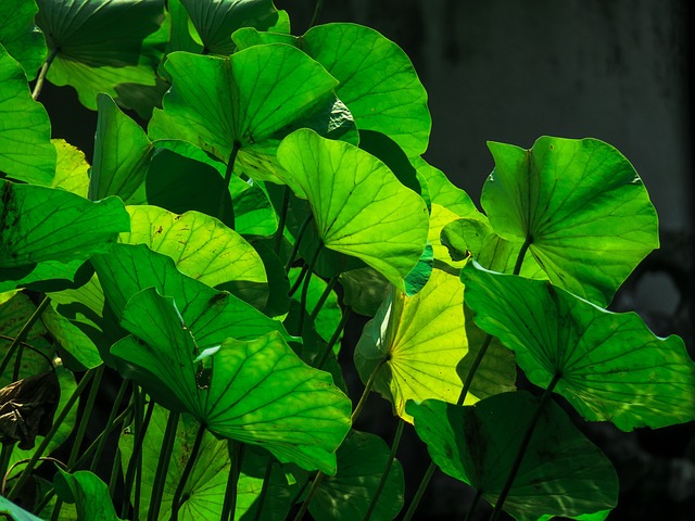 荷 水生植物 夏天 - 上的免费照片