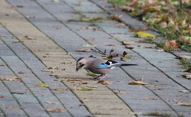 Jay 鸟 动物 Garrulus - 上的免费照片