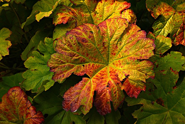 款冬 植物 叶子 - 上的免费照片