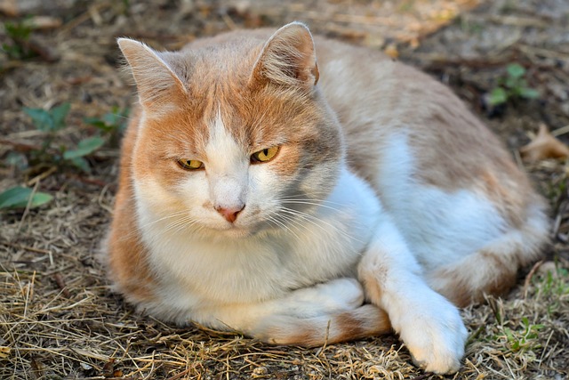 猫 躺在 猫科动物 - 上的免费照片