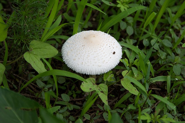 蘑菇 生命力 顽强 - 上的免费照片
