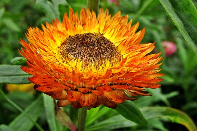 Xerochrysum Bracteatum 干花 鲜花 - 上的免费照片