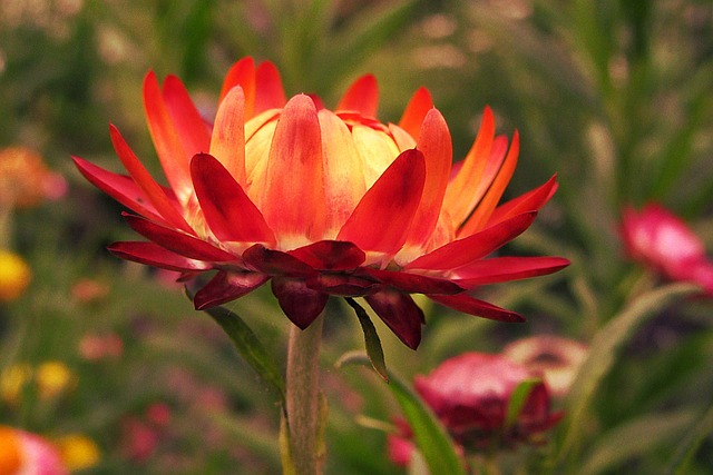 Xerochrysum Bracteatum 干花 鲜花 - 上的免费照片