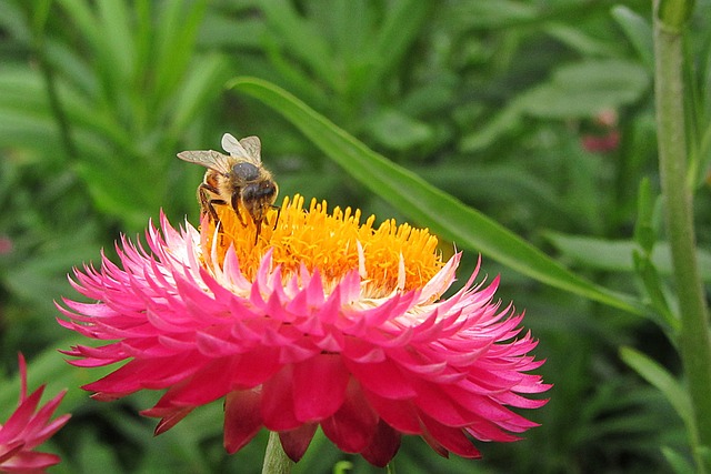 Xerochrysum Bracteatumm 蜜蜂 花粉 - 上的免费照片